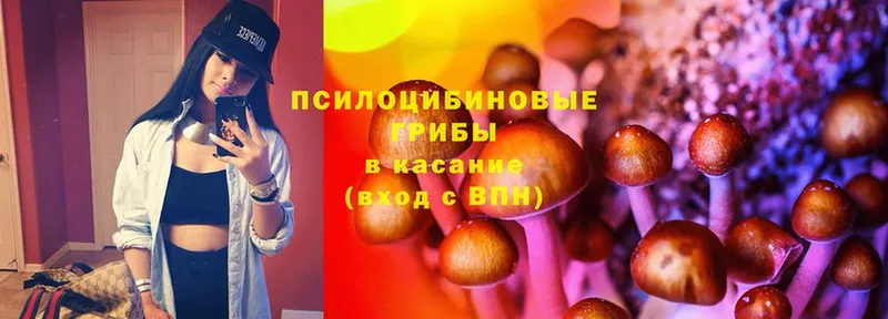 где можно купить   Южа  Галлюциногенные грибы Psilocybine cubensis 